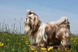 SHIH TZU 289